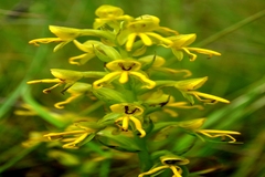 Habenaria marginata var. marginata